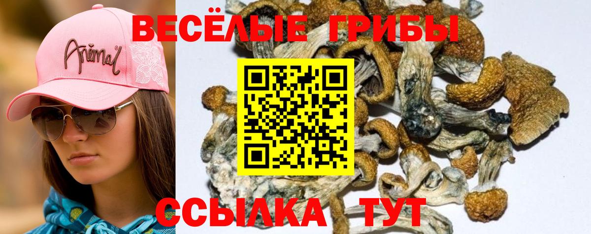 Галлюциногенные грибы Psilocybine cubensis Новозыбков
